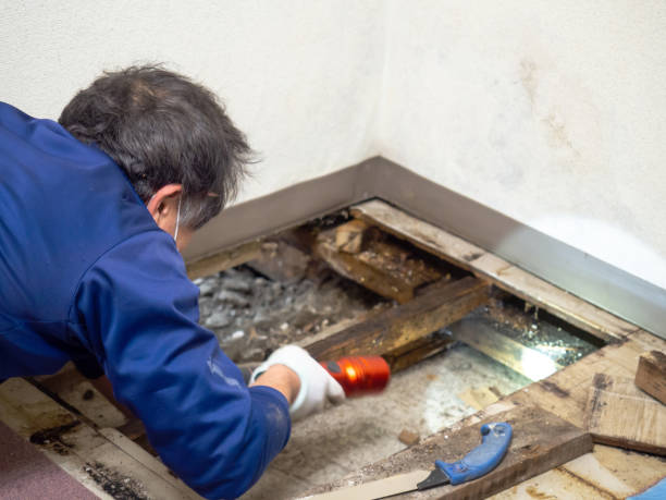 Best Industrial Mold Remediation in Greenbrier, AR